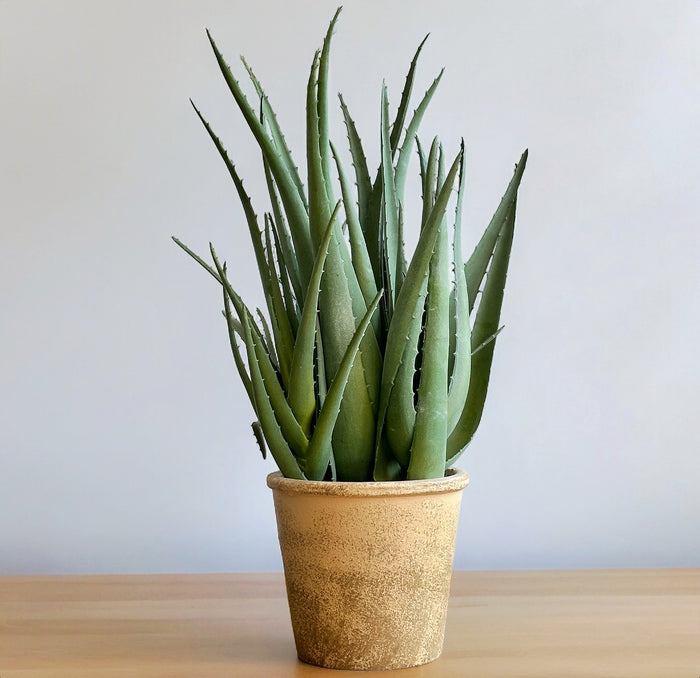 Aloe artificial