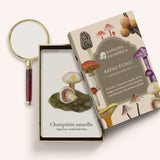 Cartas Reino Fungi