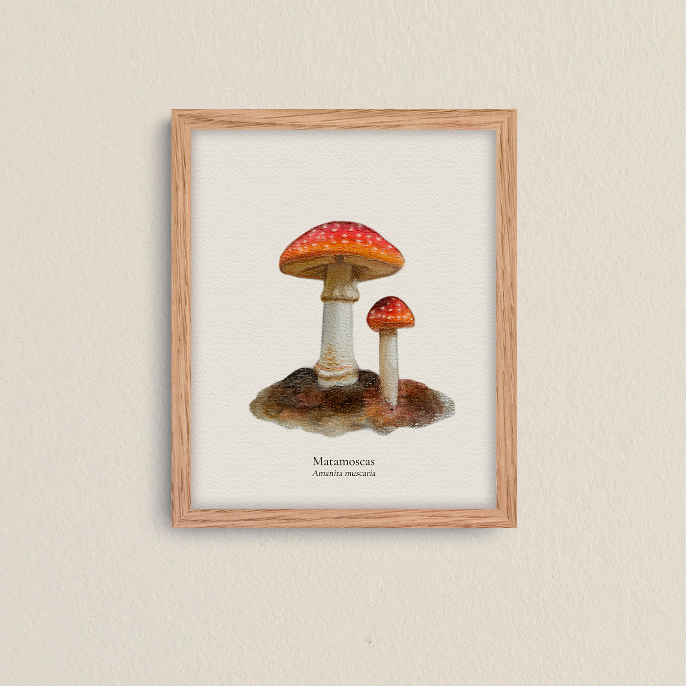 Cuadros Reino Fungi