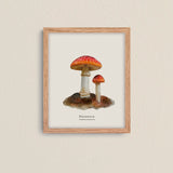 Cuadros Reino Fungi