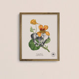 Cuadros Jardín Medicinal