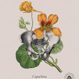 Cuadros Jardín Medicinal