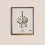 Cuadros Jardín Medicinal