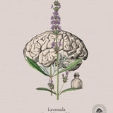 Cuadros Jardín Medicinal