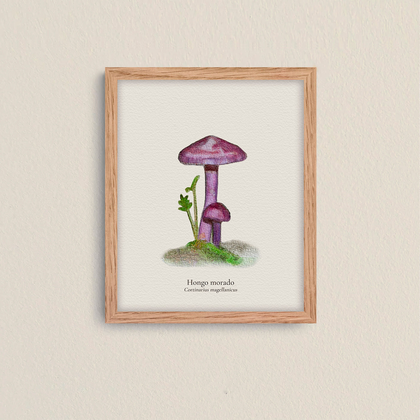 Cuadros Reino Fungi