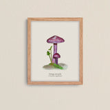 Cuadros Reino Fungi