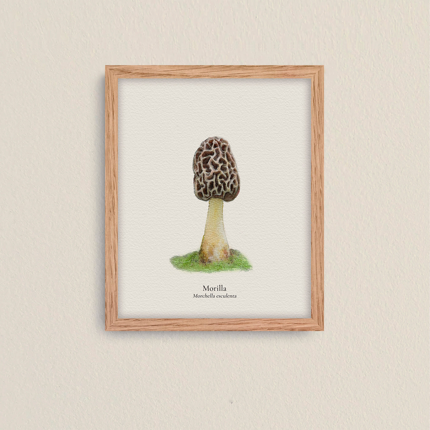 Cuadros Reino Fungi