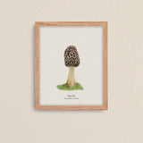 Cuadros Reino Fungi