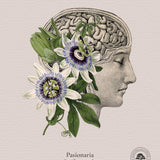 Cuadros Jardín Medicinal