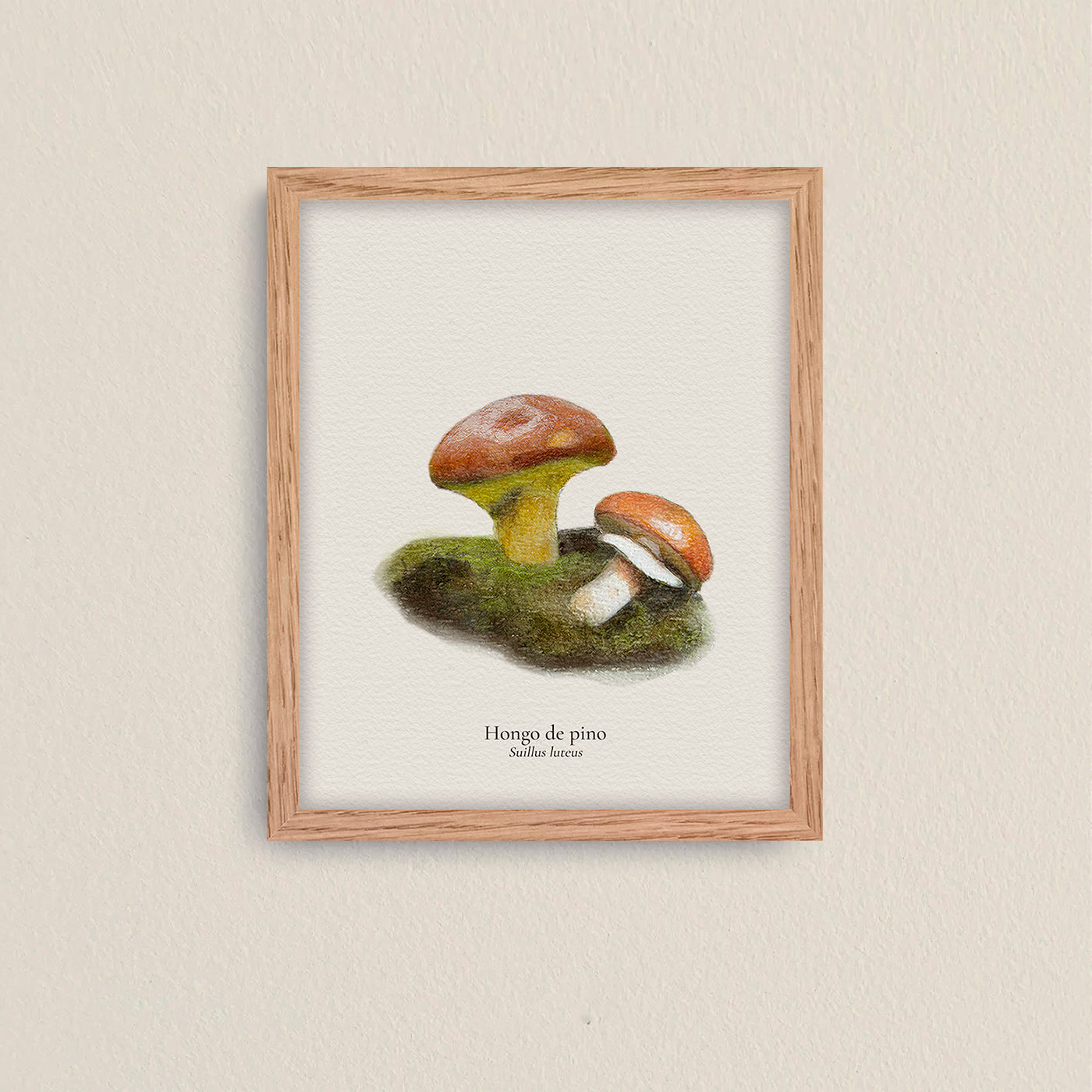 Cuadros Reino Fungi