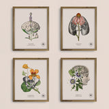 Cuadros Jardín Medicinal