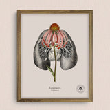 Cuadros Jardín Medicinal