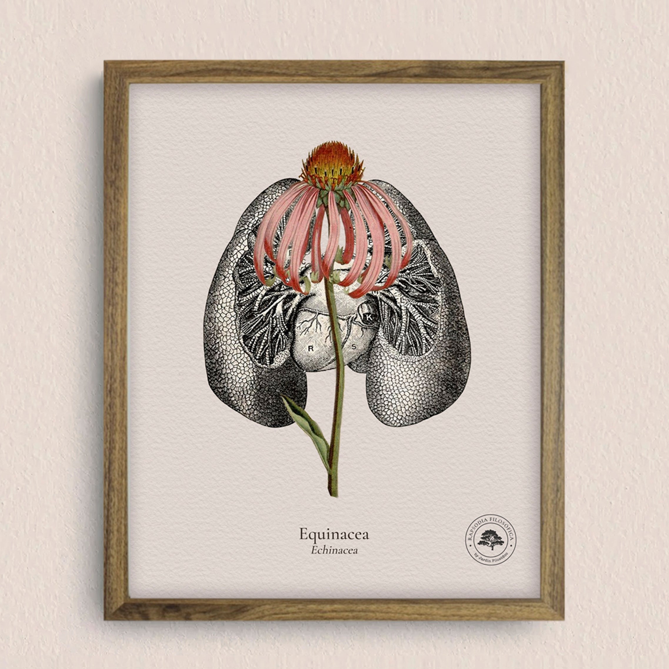 Cuadros Jardín Medicinal