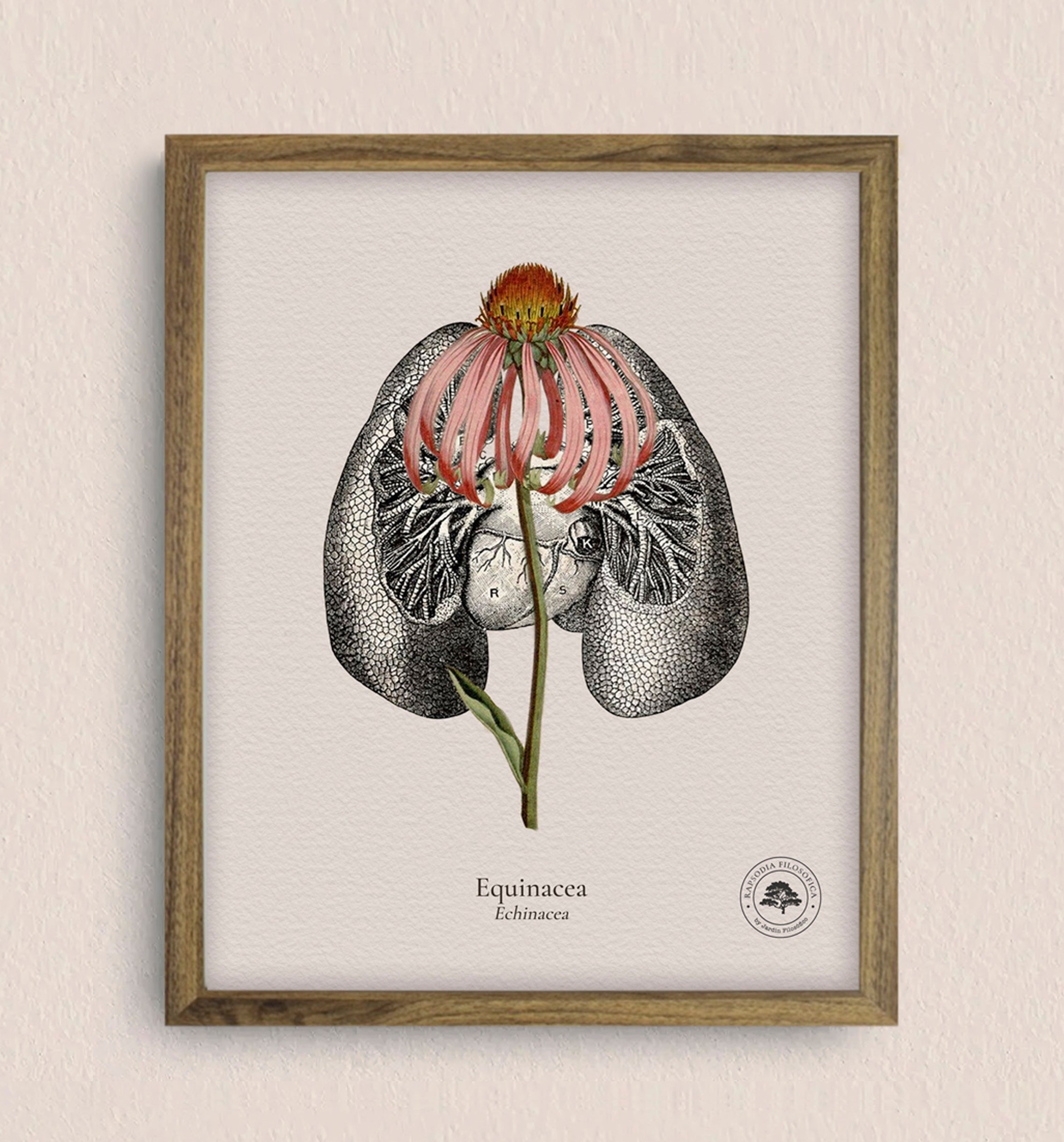 Cuadros Jardín Medicinal