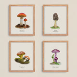 Cuadros Reino Fungi